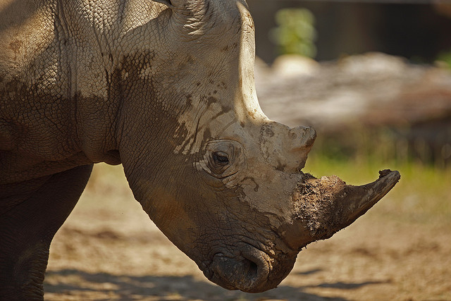 illegal rhino horn trade