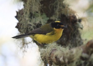 Sierra Nevada de Sta. Marta, Colombia 