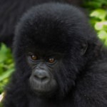 baby-mountain-gorilla-150x150