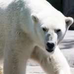 polar-bear-2-150x150