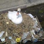 pollution-swan-sewage-150x150