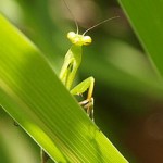 praying-mantis