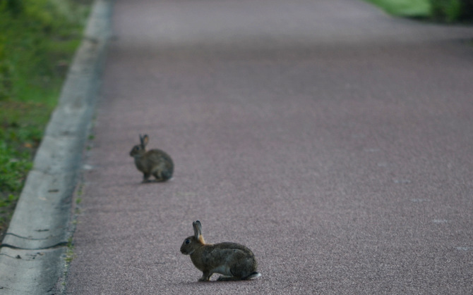 rabbits-in-bike-lane