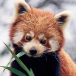 red-panda1-150x150