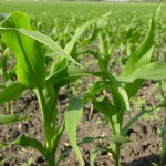 resources-corn