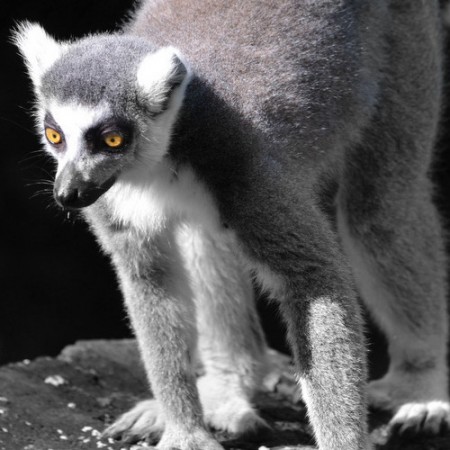 ring-tailed-lemur