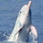 white-yangtze-dolphin_9-150x150