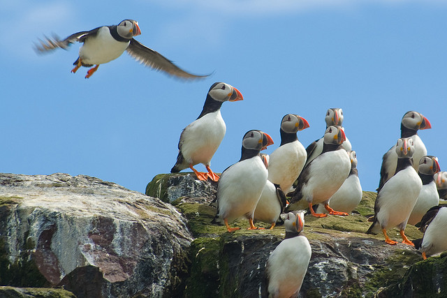 Puffins at Farne Island, Northumberland. Photo Credit: Some rights reserved by tallpomlin via Flickr.