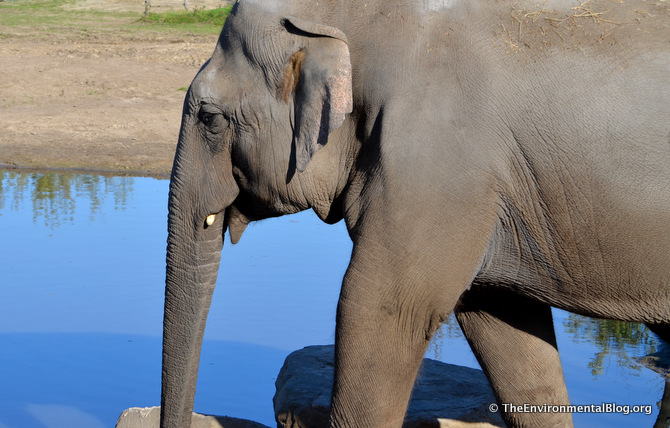 We don’t have a Forest Elephant Picture so here is an Asian Elephant :) Photo Credit: © TheEnvironmentalBlog.org