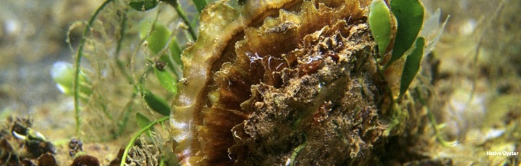 copyright-bluemarinefoundation-oyster