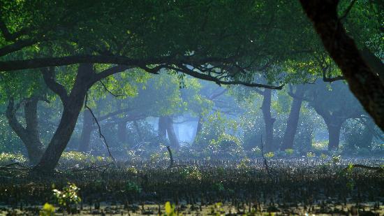 mangrove