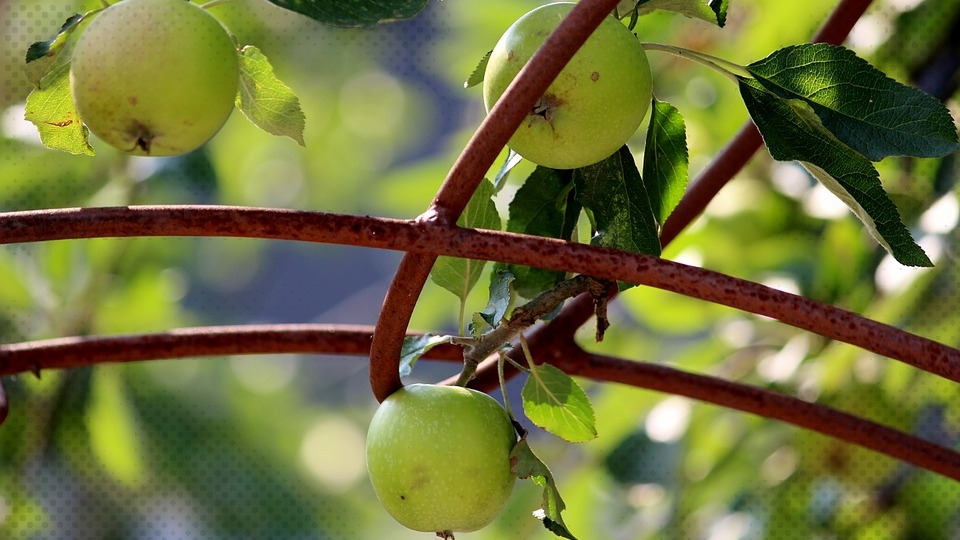 Fruits Apple Apple Tree 