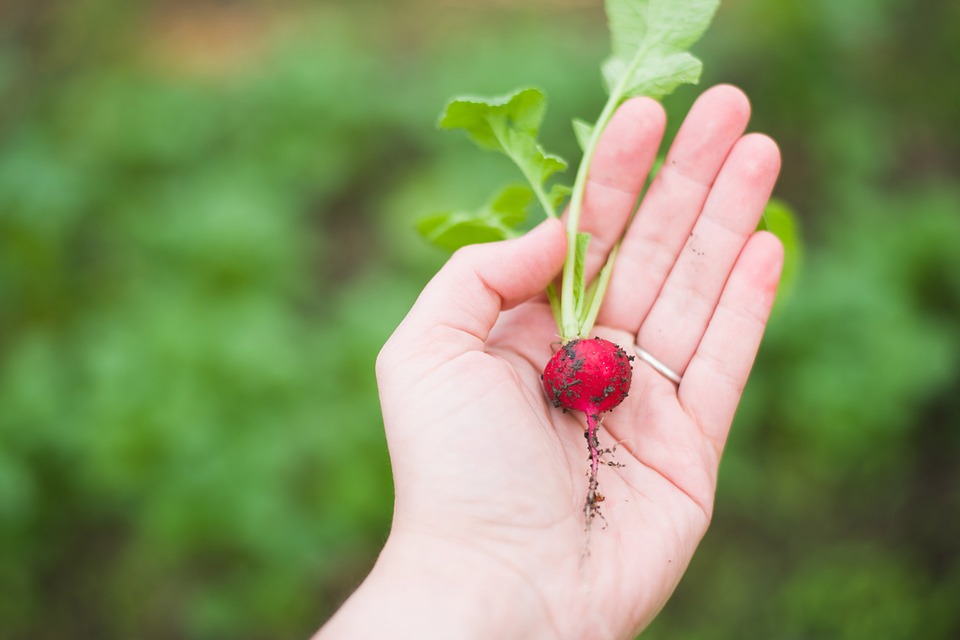 agriculture