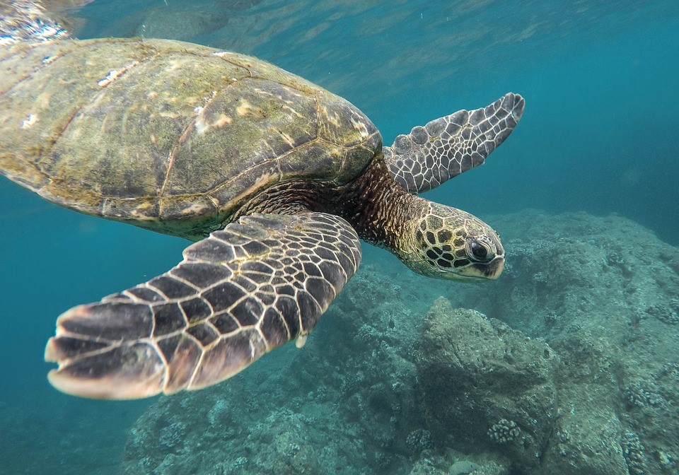 ocean-animal-extinction-help-turtle