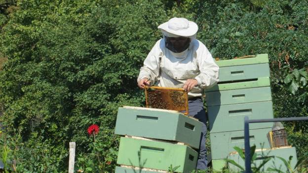 honey collecting