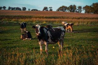 Livestock Farming and Climate Change: The Fix Hiding in Plain Sight