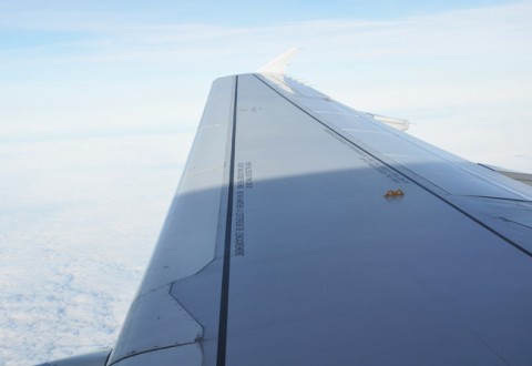airline wing