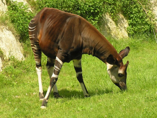 Okapi