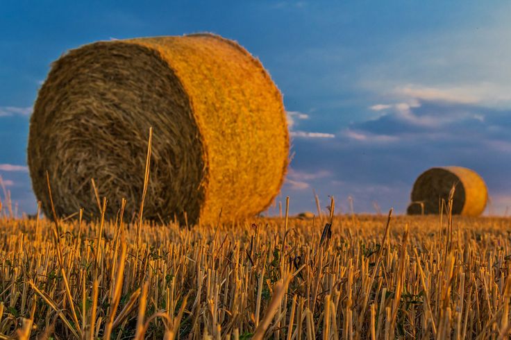 Lester Brown Shares Insights on World Food Day - The Environmental Blog