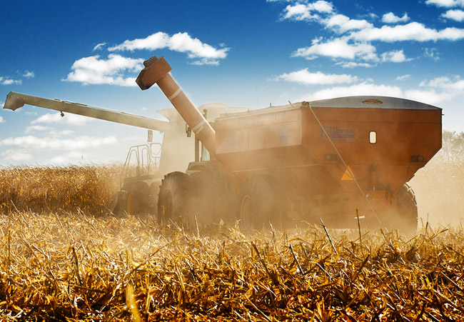 corn-harvest