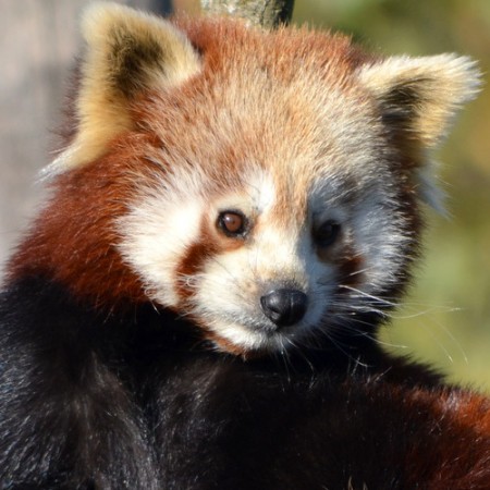 red-panda