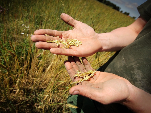 organic food