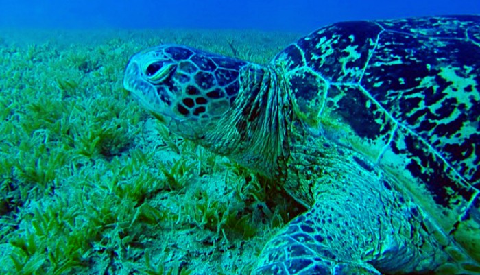 sea-turtle