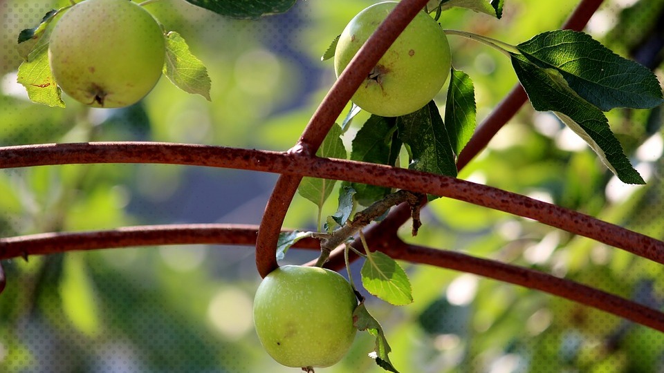 Fruits Apple Apple Tree