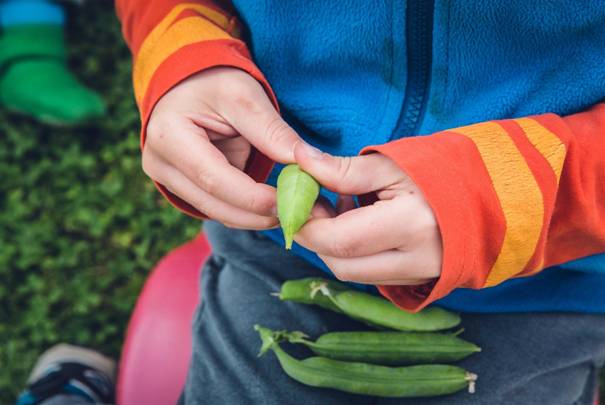 urban agriculture