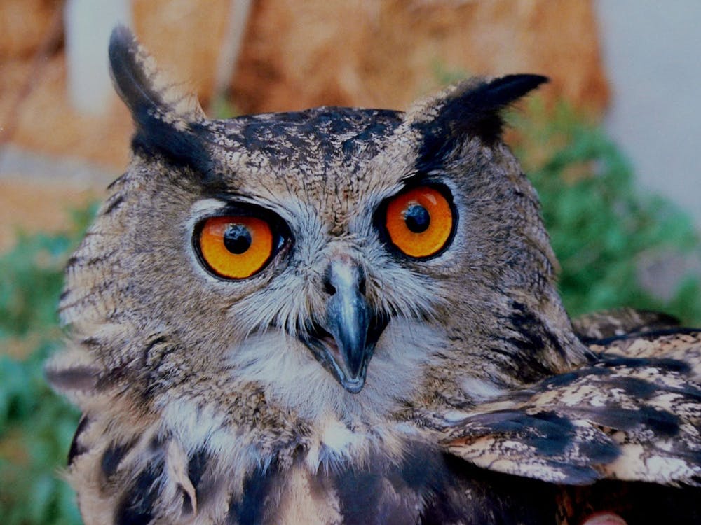 owl