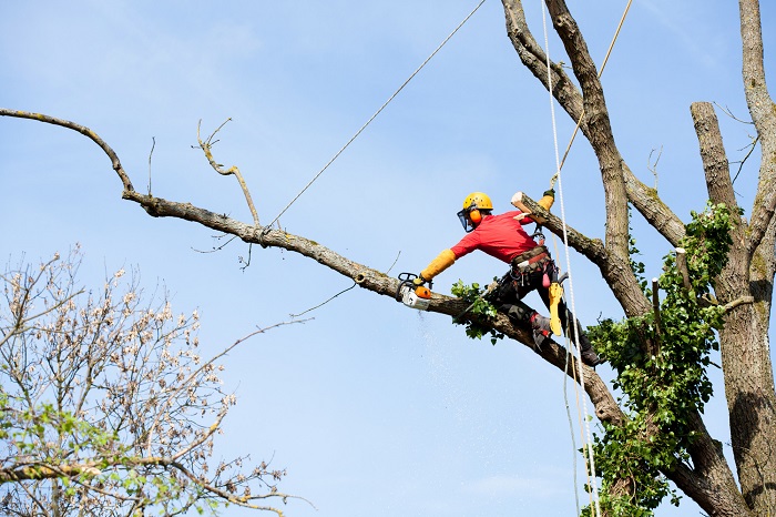 Tree Trimming