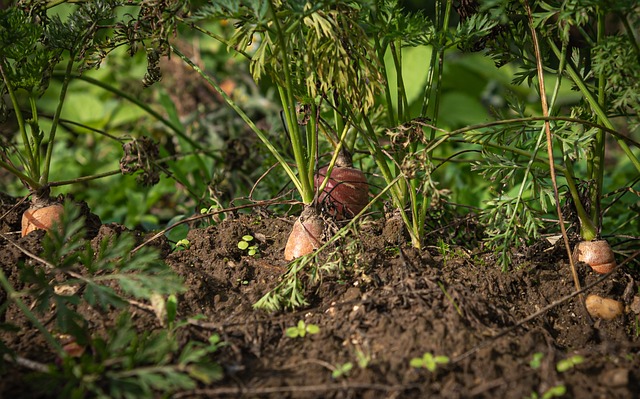 The future of sustainable agriculture