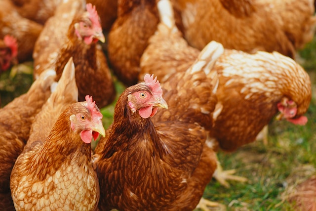 Conservazione ambientale nell'allevamento di pollame