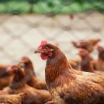 Read more about the article How Fashionable Poultry Farming Practices Contribute to a Sustainable Surroundings