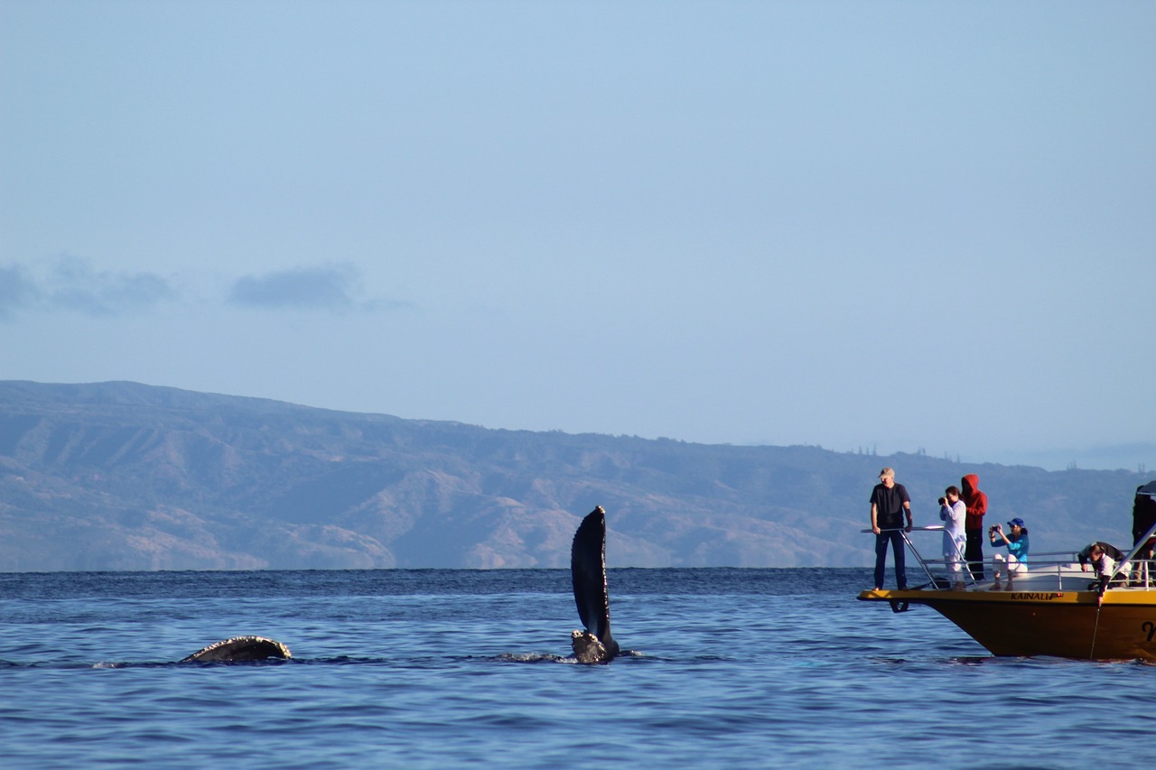 Harmonious Encounters: Responsible Whale Watching in Bremer Bay, Australia