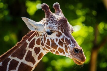 What Colour is a Giraffe???s Tongue? The Science Behind Giraffe Tongue ...