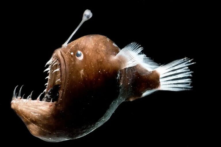 Are Angler Fish Found in Cold Waters? Habitat of Angler Fish - The ...