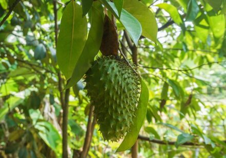 Why Is Soursop Illegal? What Scientists and the FDA Say - The