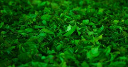 Why Is Soursop Illegal? What Scientists and the FDA Say - The