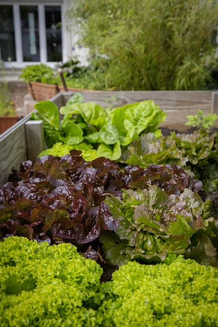 urban gardening