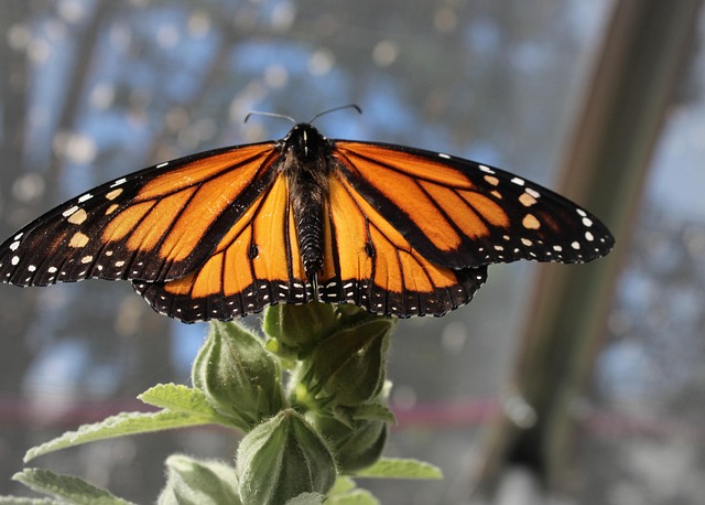 Behavioral Adaptations: Animal Survival Secrets Revealed