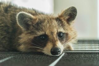 How to Get Rid of Raccoons: 9 Proven Methods Every USA Homeowner Should Know