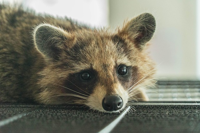 How to Get Rid of Raccoons