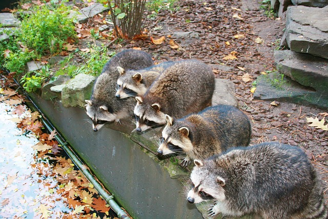 Signs Raccoons Are Lurking in Your Yard