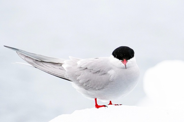 arctic-tern