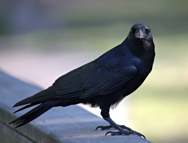 crow