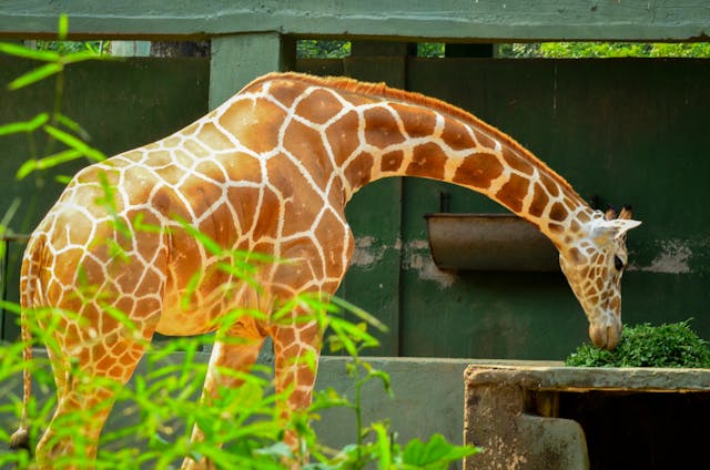 giraffe stretches its neck for leafy greens