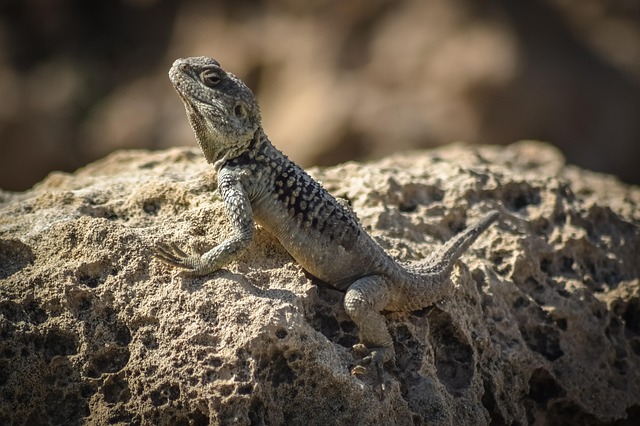 laudakia-stellio-cypriaca-