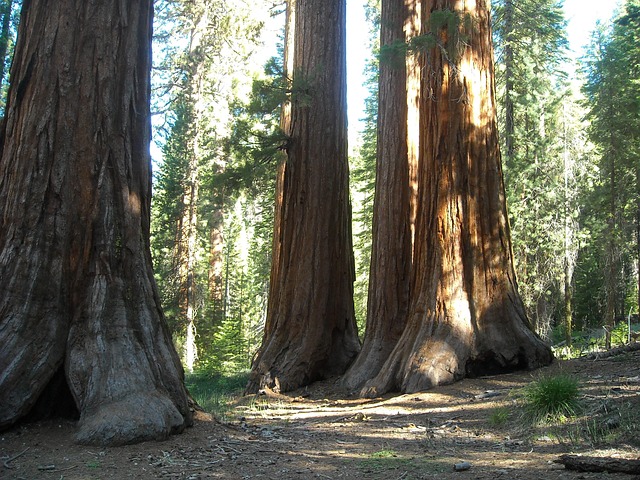 Mariposa Grove
