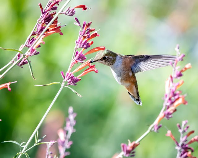 10 Blooms to Attract Hummingbirds